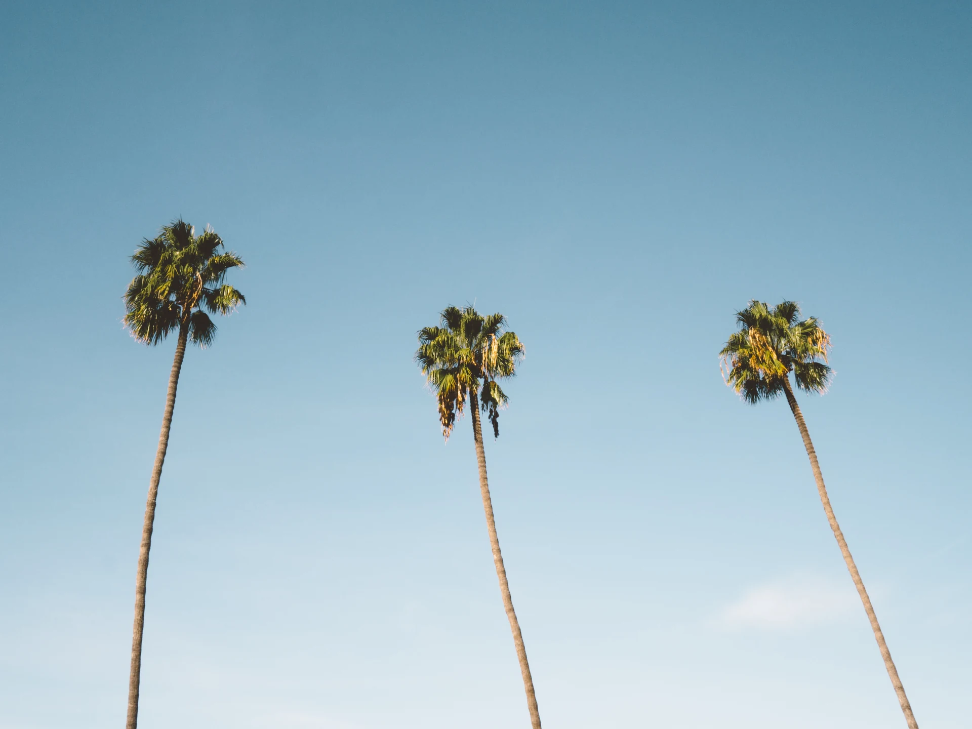 Palm trees against the sky in San Diego, Southern California